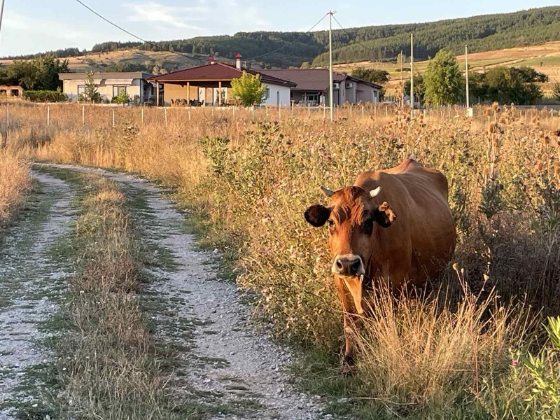 Крава край пътеката извън имота, с къщата на заден план